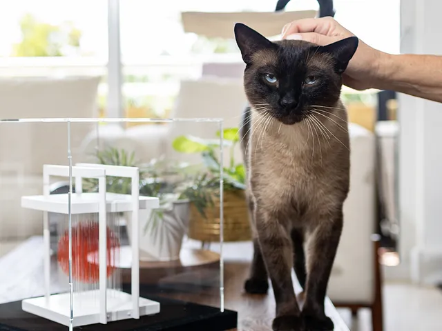 3 enfermedades comunes en los felinos
