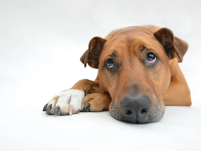 ¿Qué se le puede dar a un perro que no quiere comer nada?